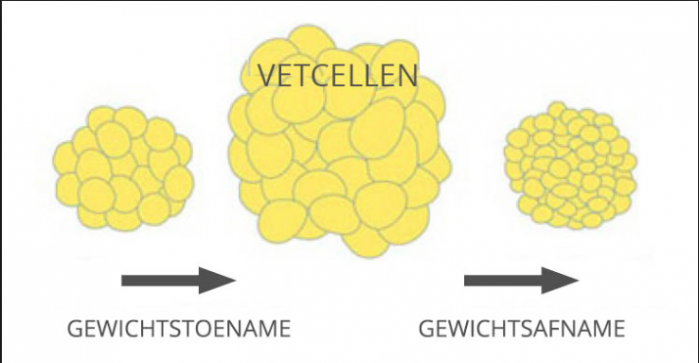 vetcellen